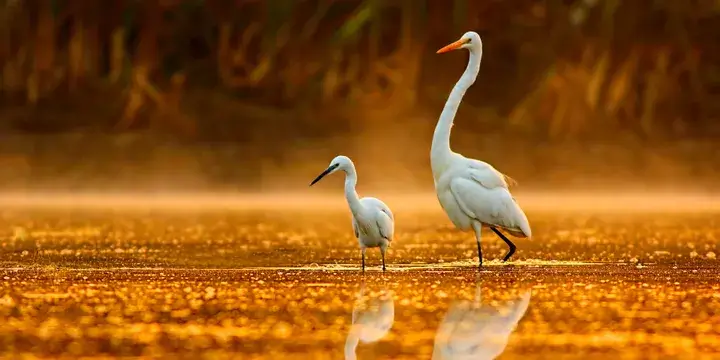 A pair pf white egrets standing in the water