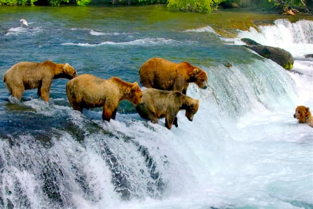 Alaskan Brown Bears fishing at a waterfall