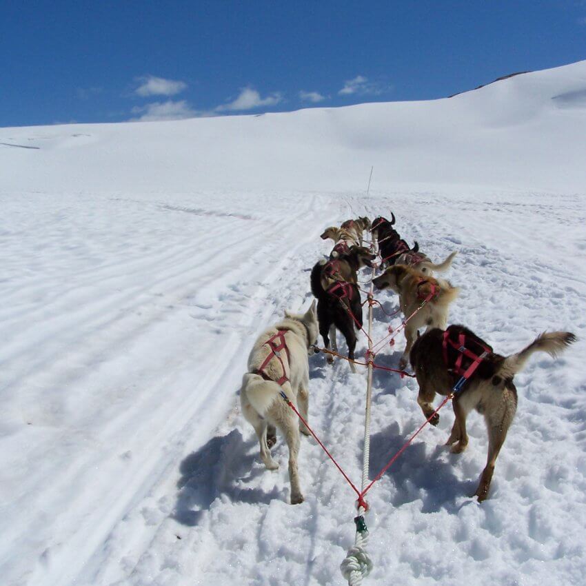 Sled with dogs over snow