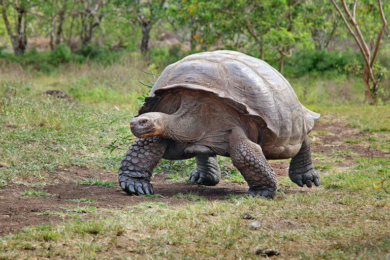 Recently Released Giant Tortoises Settle Back On Their Island 