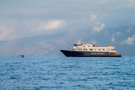 Safari Explorer approaching a whale