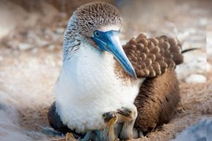 Blue Footed Boobie