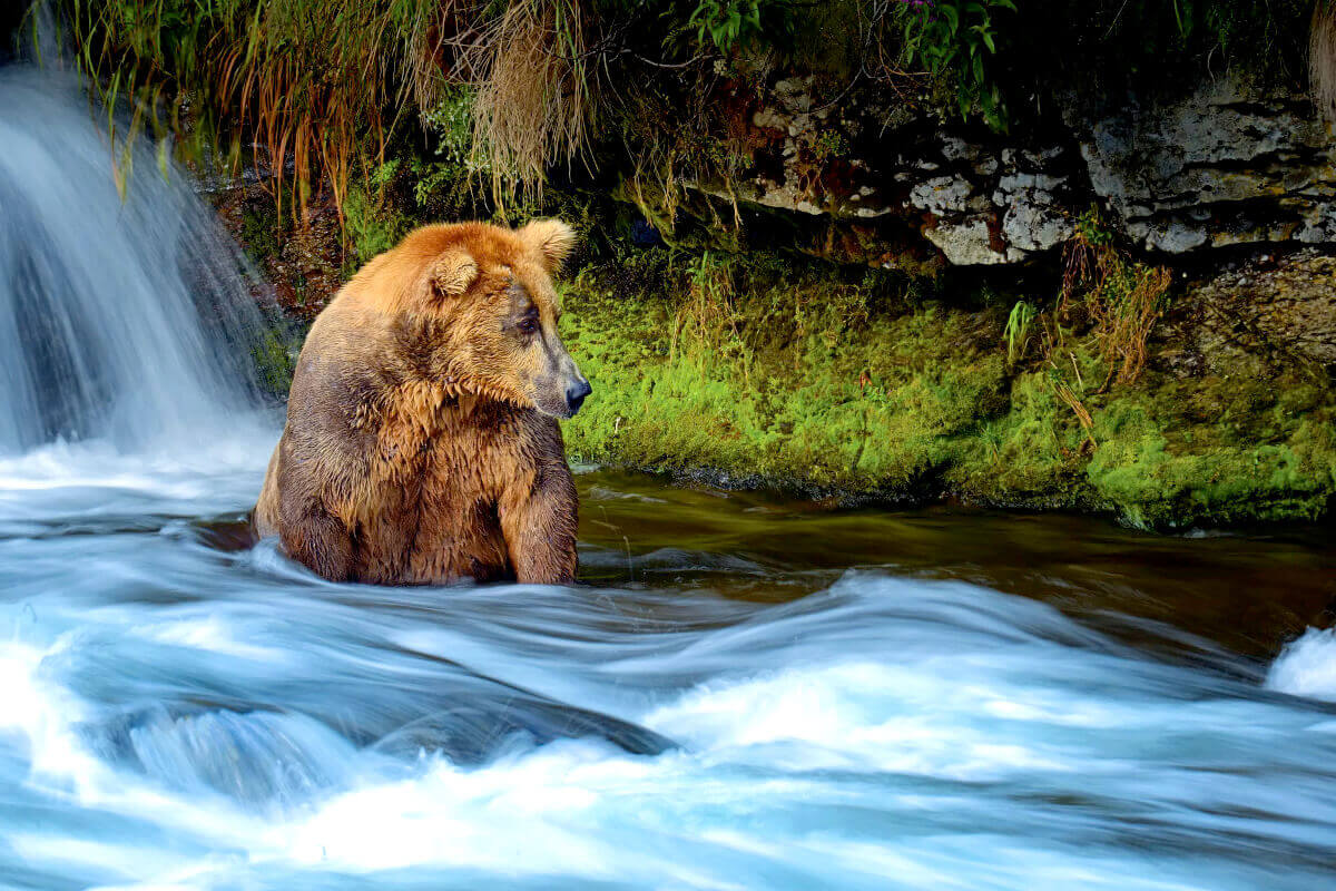 Alaskan Brown bear sitting in a fast moving stream