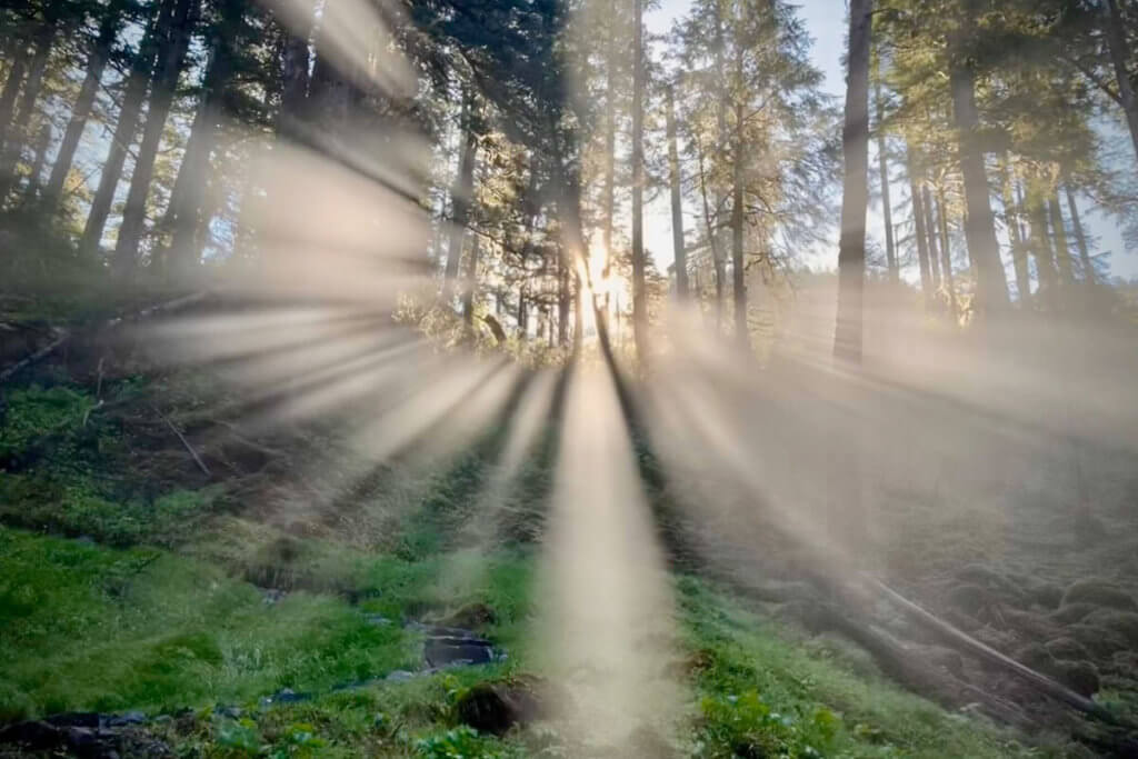Sun rays through a forested group of trees