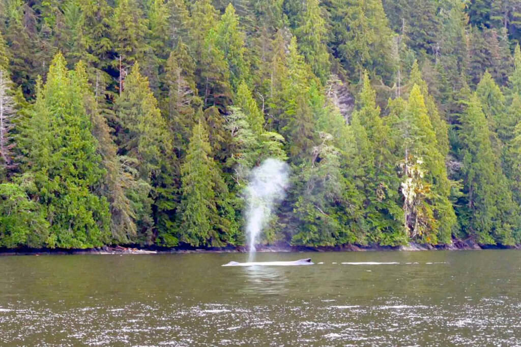 A whale spout in the British Columbia Inside Passage