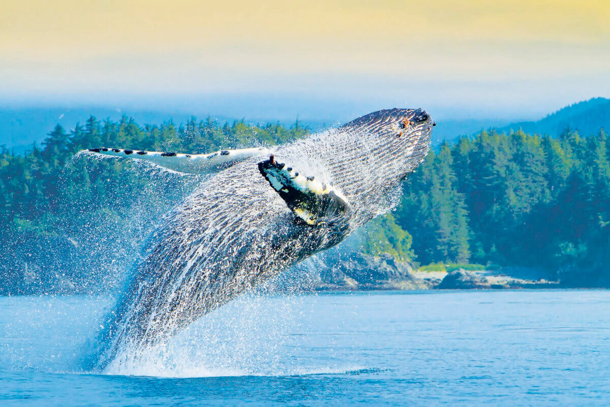 A humpback whales breaching into the air