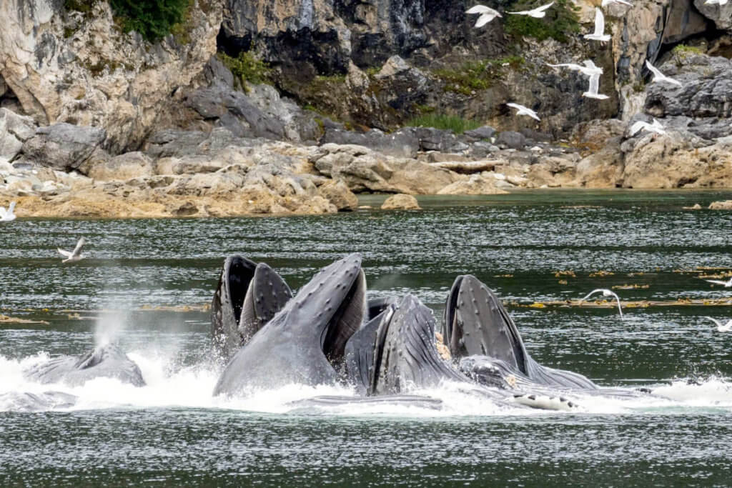 A group of humpback whales bubble-net feeding