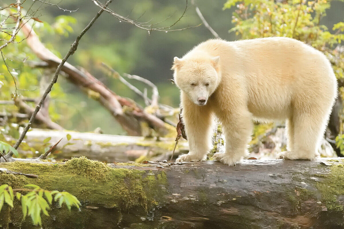 A Spirit Bear, searching for food on a wooded area