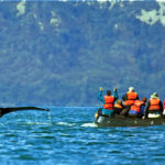 A inflatable skiff filled with cruise guests up close and watching a humpback whale