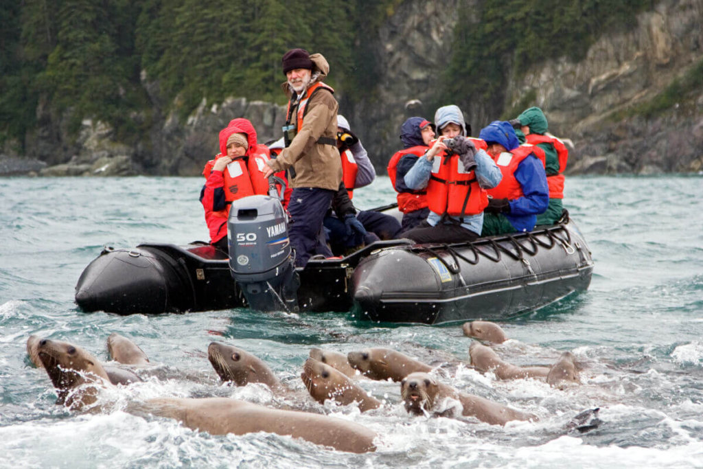 Zodiac with cruise guests surrounded by sea lions in Icy Strait