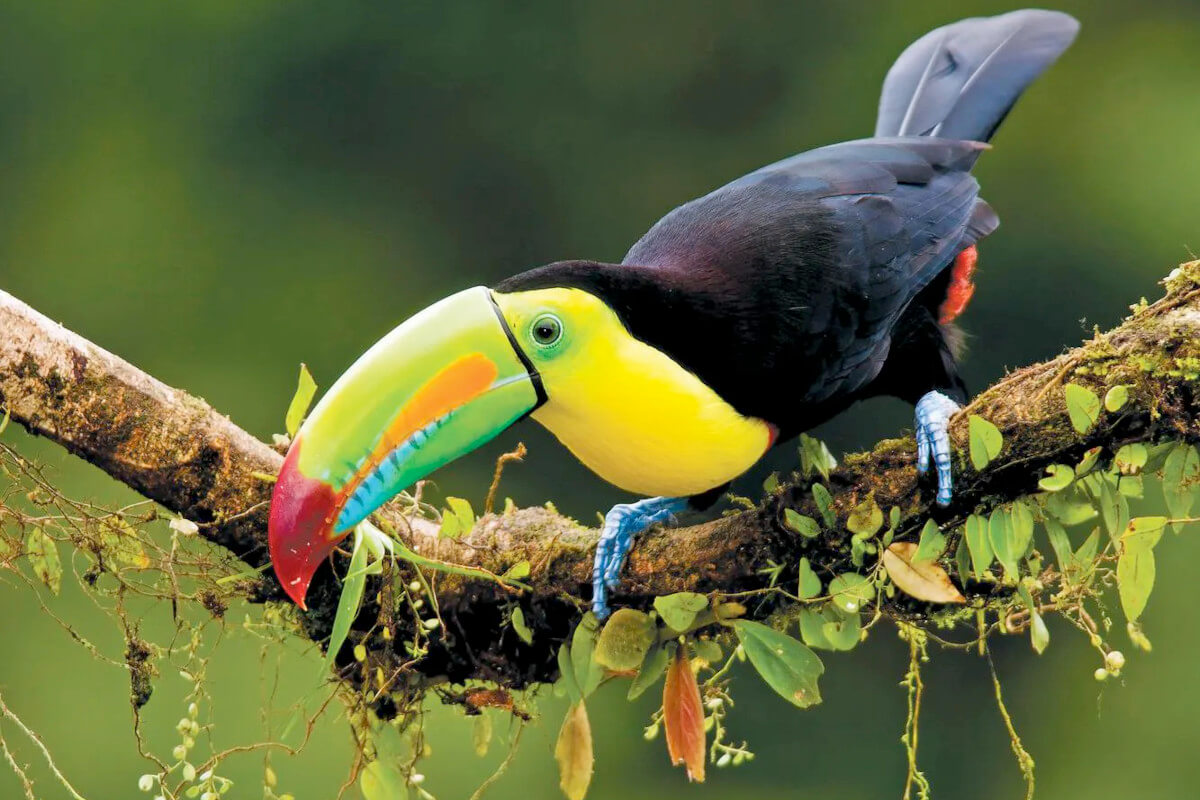 A toucan in the rainforest