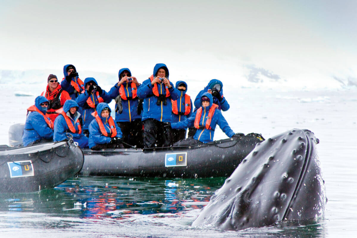 Zodiac filled with passengers watching a humpback upclose