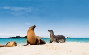 Sea Lions on the beach, Galapagos Islands