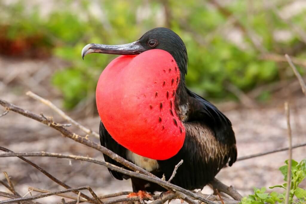 Frigatebird, Tagus Cove, Isabela Island, Galapagos Islands