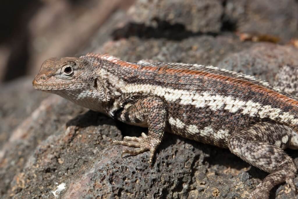 Lizard, Galapagos Island