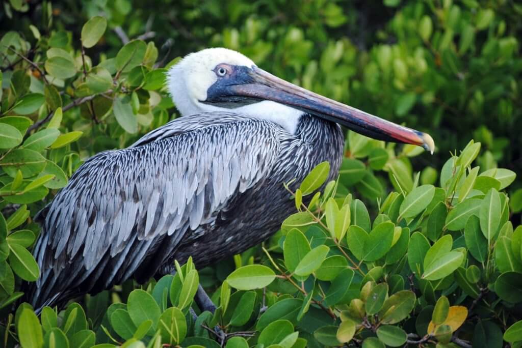 Punta Mangle, Fernandina, Galapagos Islean