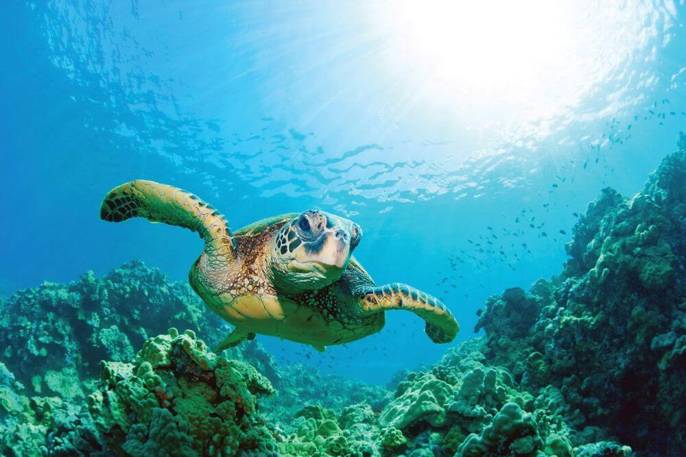 Sea Turtle, Punta Vicente Roca, Galapagos Islands
