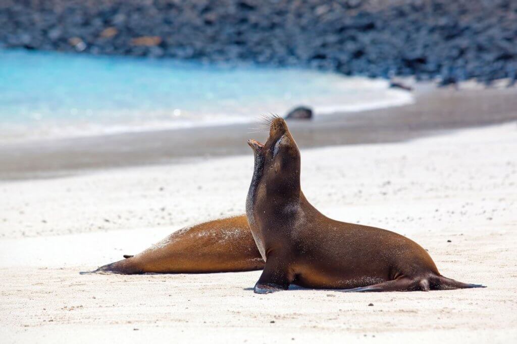 Sea Lions on a beach, Galapagos Islands