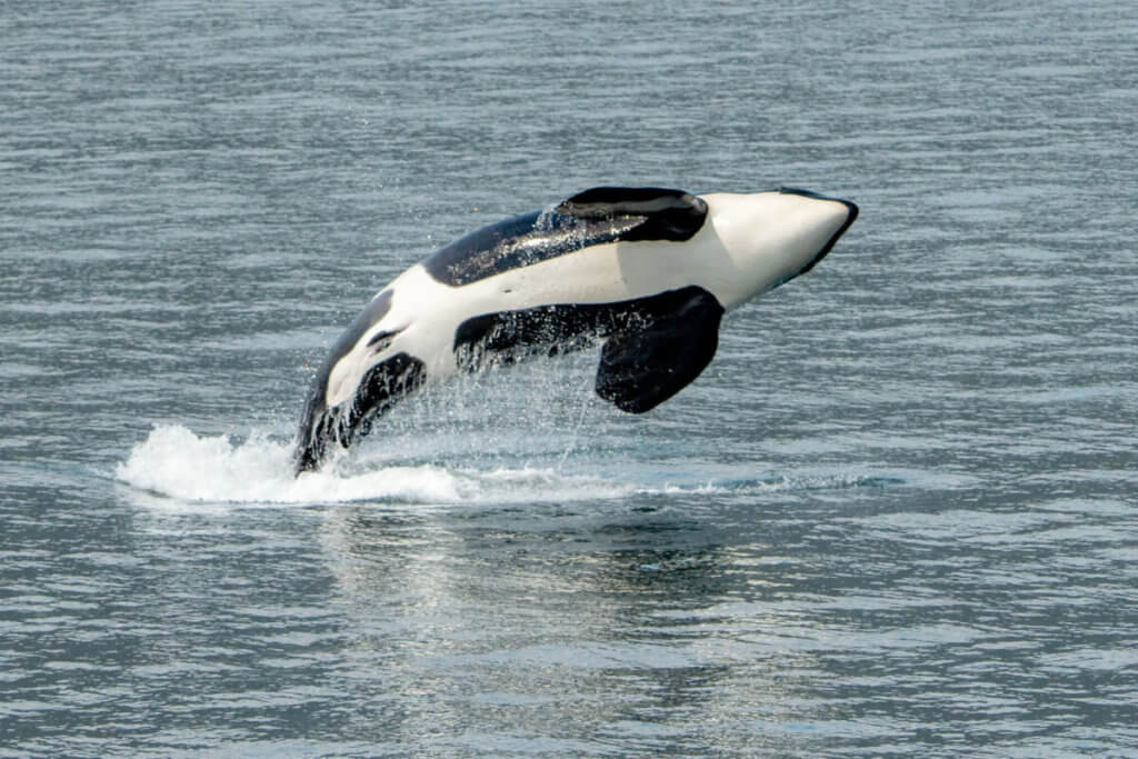 An Orca Whale breaching