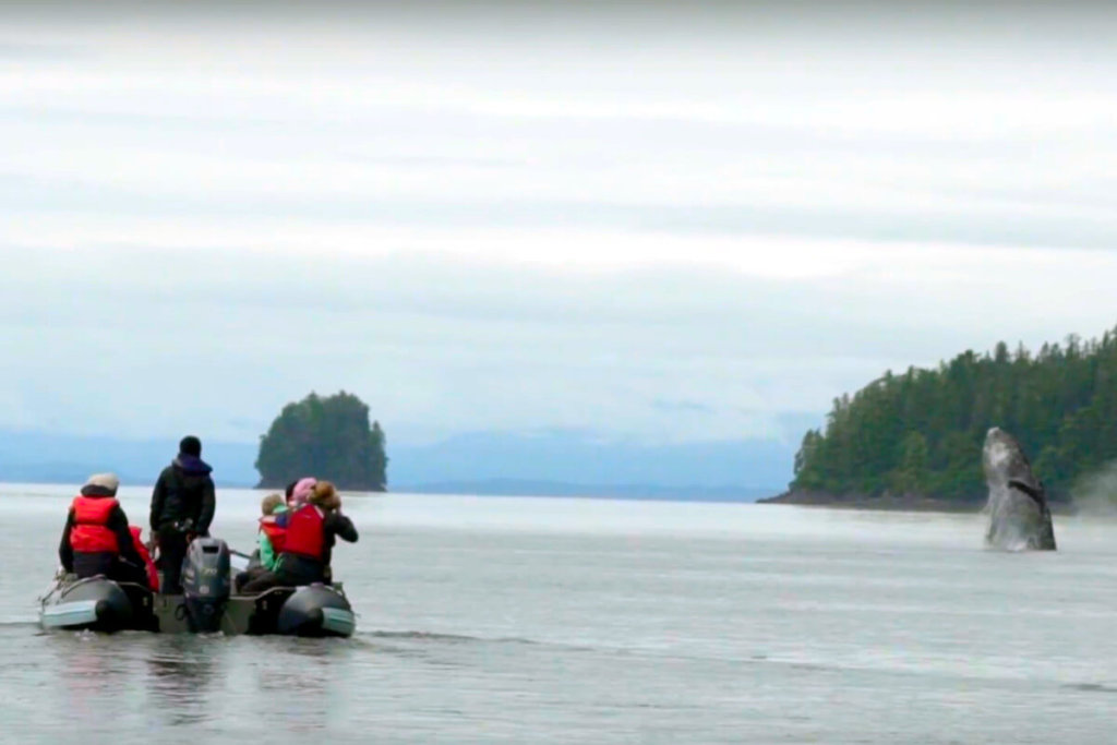 Zodiac full of passengers watching a braching Humpback whale at Icy Strait