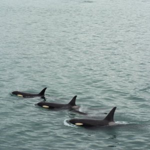 Orcas